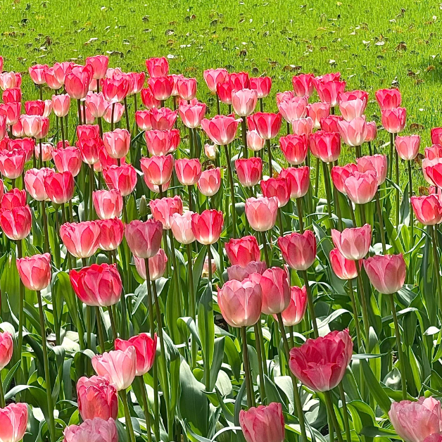 🌷🔥30 % Rabatt am letzten Tag - 🌷Mehrfarbige Tulpenmischung