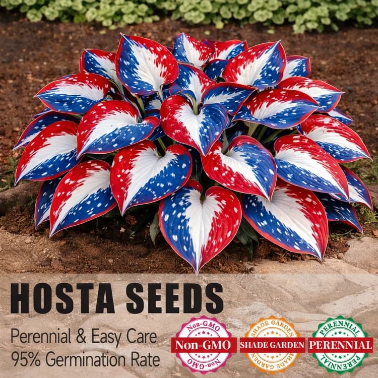 🎉Amerika 250th Aniniversary🌿Seltene American Glory Hosta-Zwiebeln