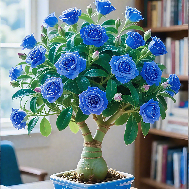 🌵🌺Wüstenrosenzwiebeln