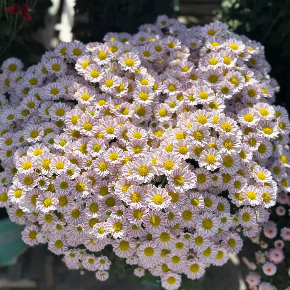 🌼Dreamy Cosmos-Samen | Schnelles Wachstum, einfacher Anbau zu jeder Jahreszeit