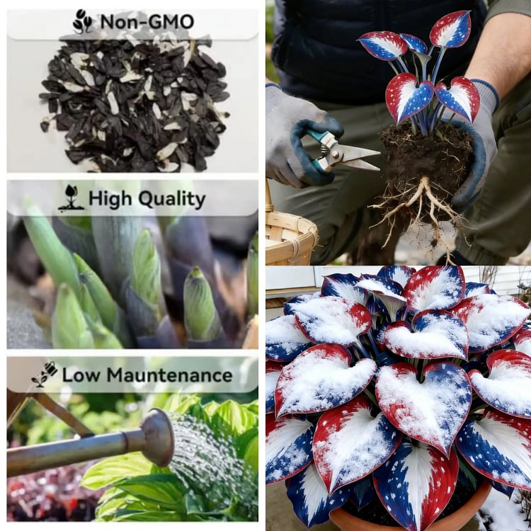 🎉Amerika 250th Aniniversary🌿Seltene American Glory Hosta-Zwiebeln