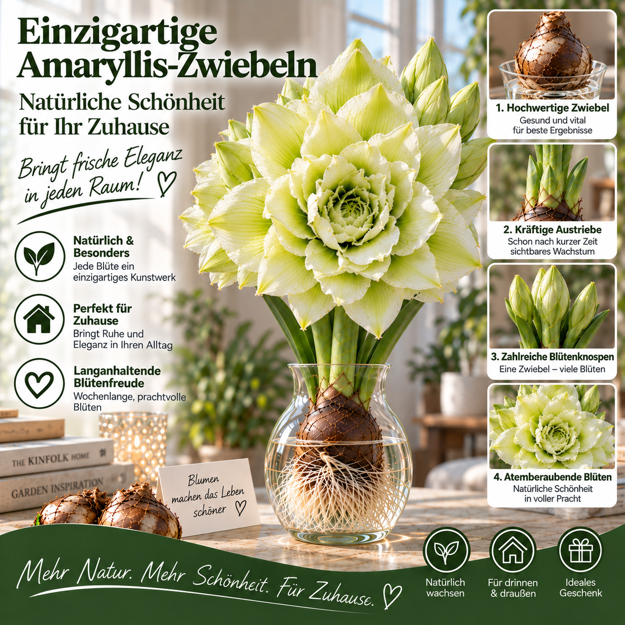 🌺 Mehrkopf-Amaryllis-Zwiebeln mit gefüllten XXL-Blüten – Für Wasser & Erde