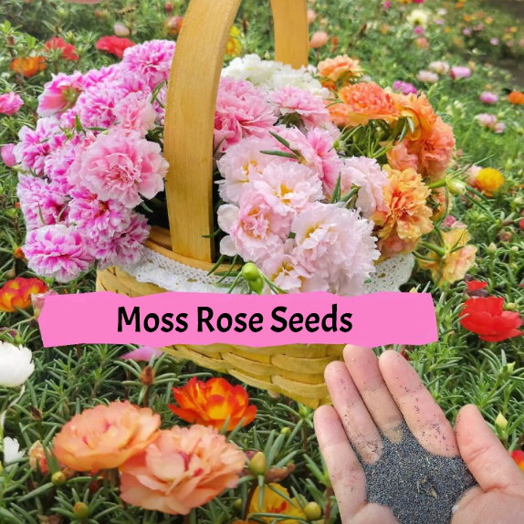 🌹Moosrose – Unsterbliche Blume