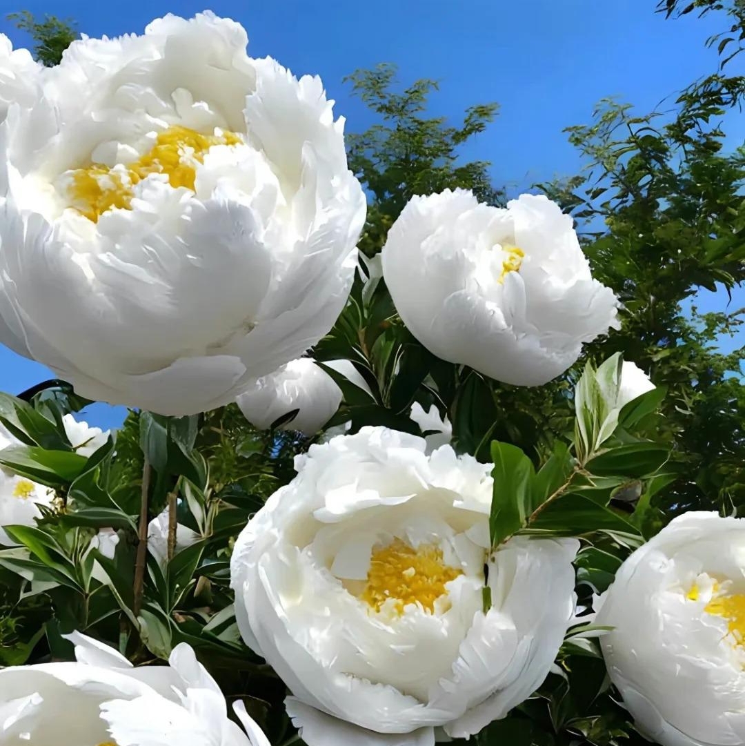 ✨ Pfingstrosensamen mit üppiger Blüte – Kräftige Farben & Hohe Keimfähigkeit!