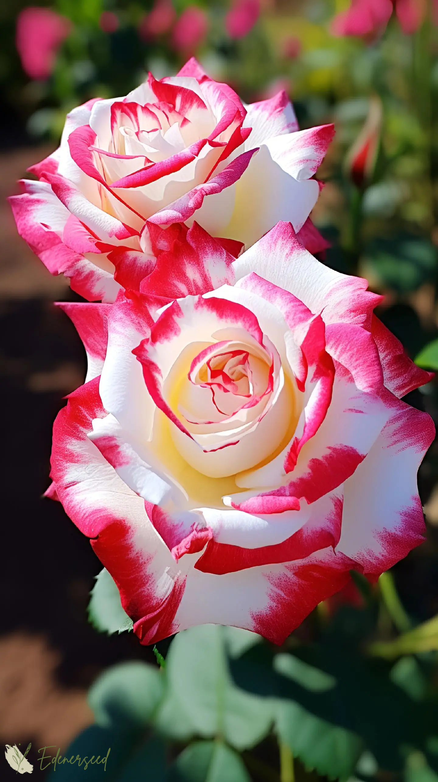 💙BLAUE ZAUBERROSENSAMEN✨