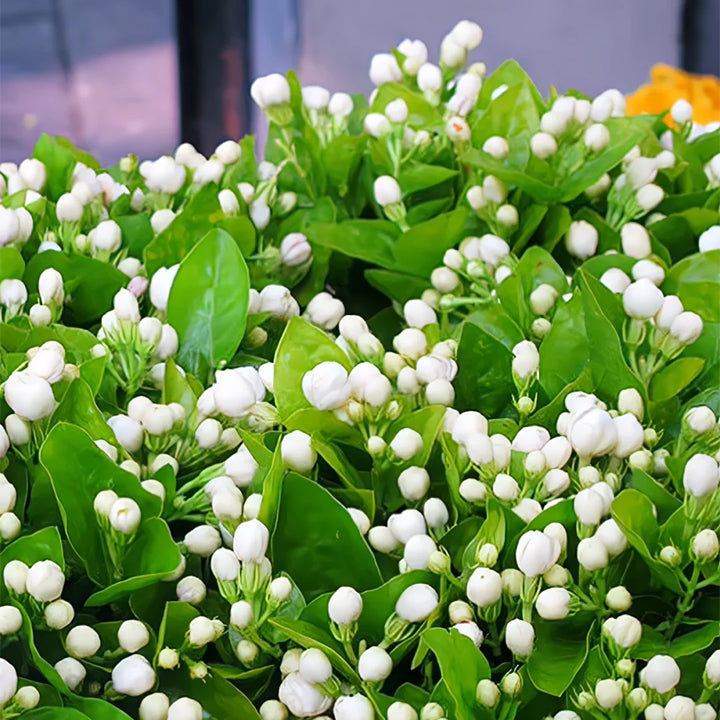 Doppelte Jasmin-Samen