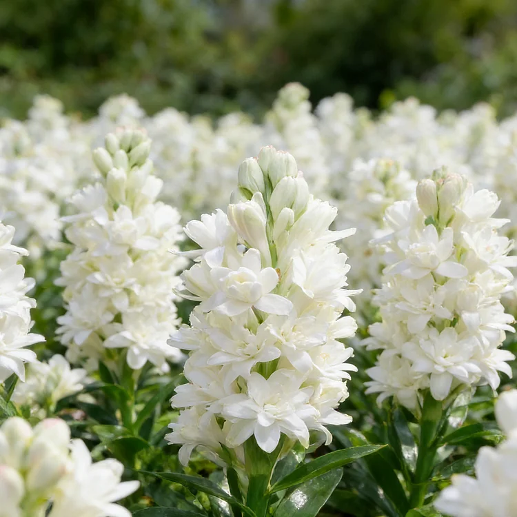 🌺Double Perfume Tuberose Bulbs—Moon Garden Flower