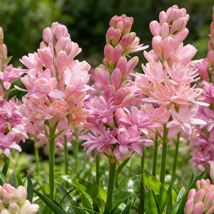 🌺Double Perfume Tuberose Bulbs—Moon Garden Flower