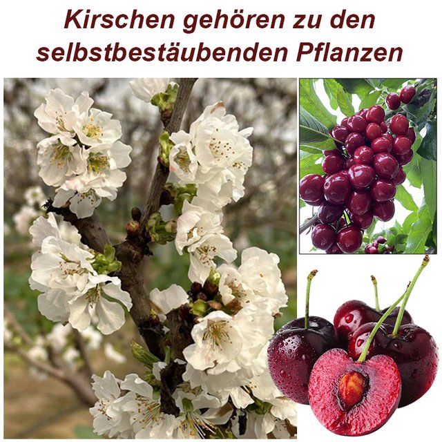 Kirschfruchtsamen (🪴Kaufen Sie 4 und erhalten Sie 1 gratis)