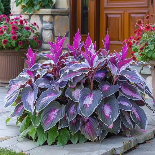 🔥Premium Rare Hosta Seeds🌿Shade-Tolerant Plant