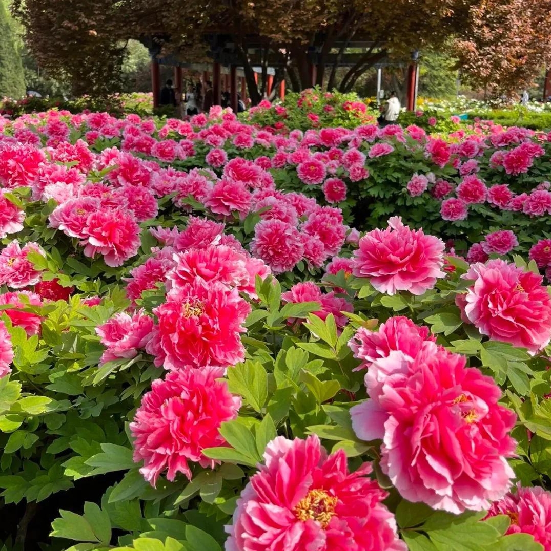 ✨ Pfingstrosensamen mit üppiger Blüte – Kräftige Farben & Hohe Keimfähigkeit!