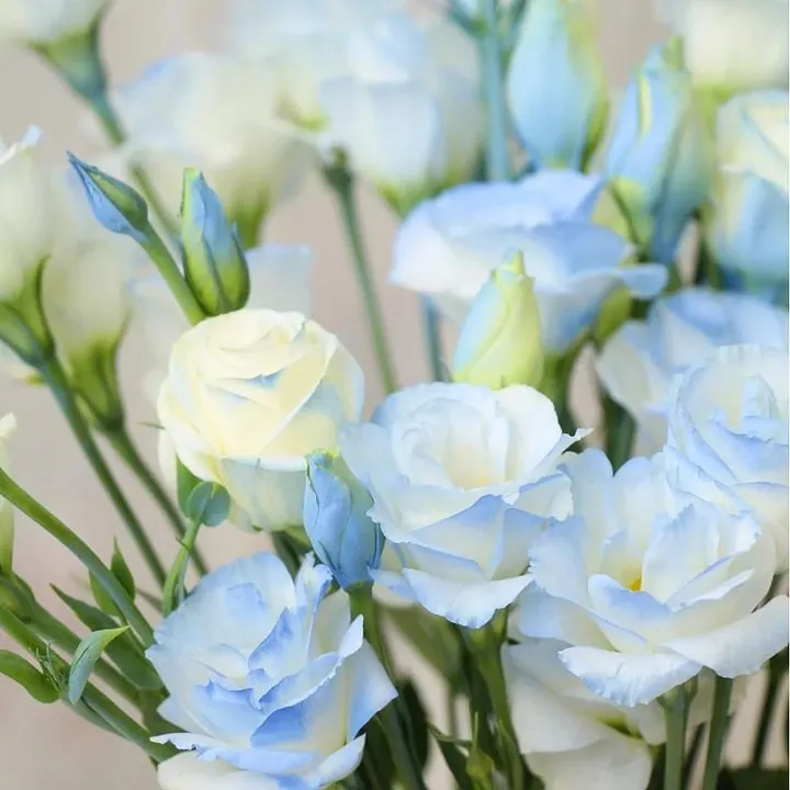 🌺LISIANTHUS – AUFRICHTIGE LIEBE