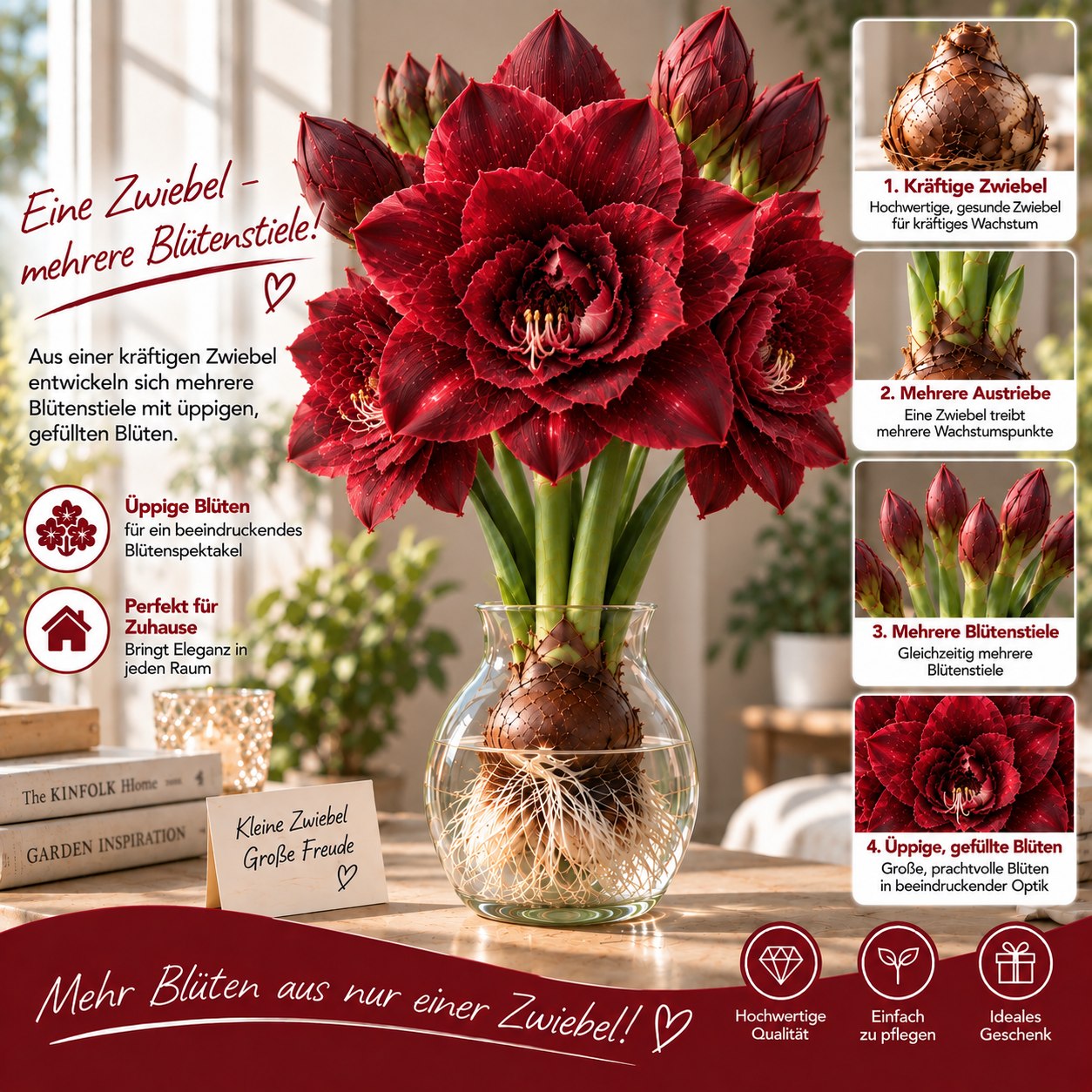 🌺 Mehrkopf-Amaryllis-Zwiebeln mit gefüllten XXL-Blüten – Für Wasser & Erde