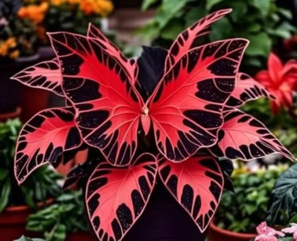 Butterfly Geranium Seeds