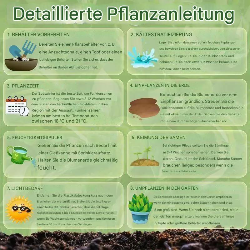 💥2025 Sonderangebot 🌌Mitternachtsblaue Herz-Hosta-Samen, mehrjährige Schattenpflanze für den Garten