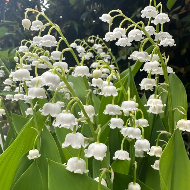 💐Lily of the Valley—Happiness Arrives