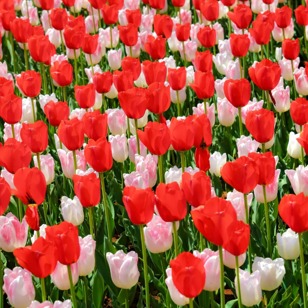 🌷🔥30 % Rabatt am letzten Tag - 🌷Mehrfarbige Tulpenmischung