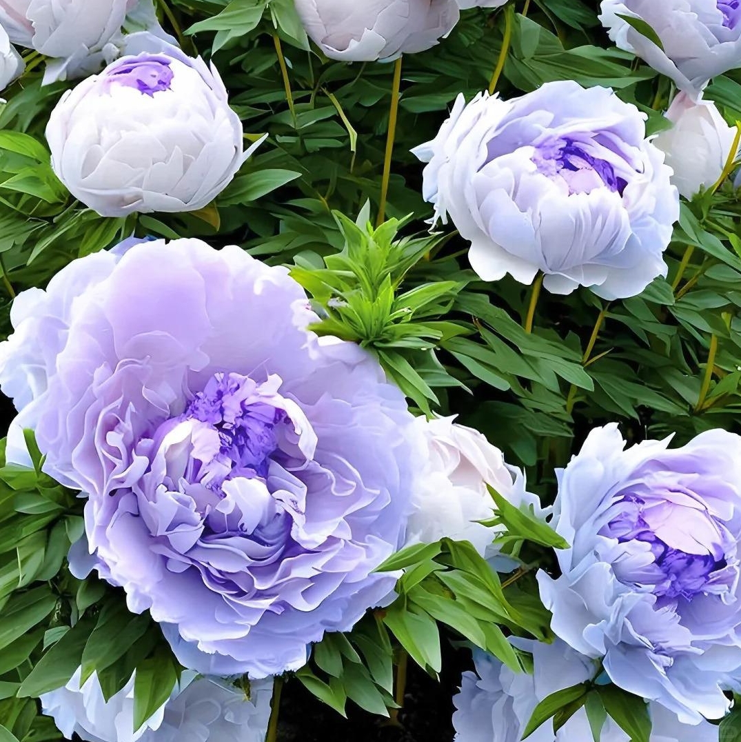 ✨ Pfingstrosensamen mit üppiger Blüte – Kräftige Farben & Hohe Keimfähigkeit!