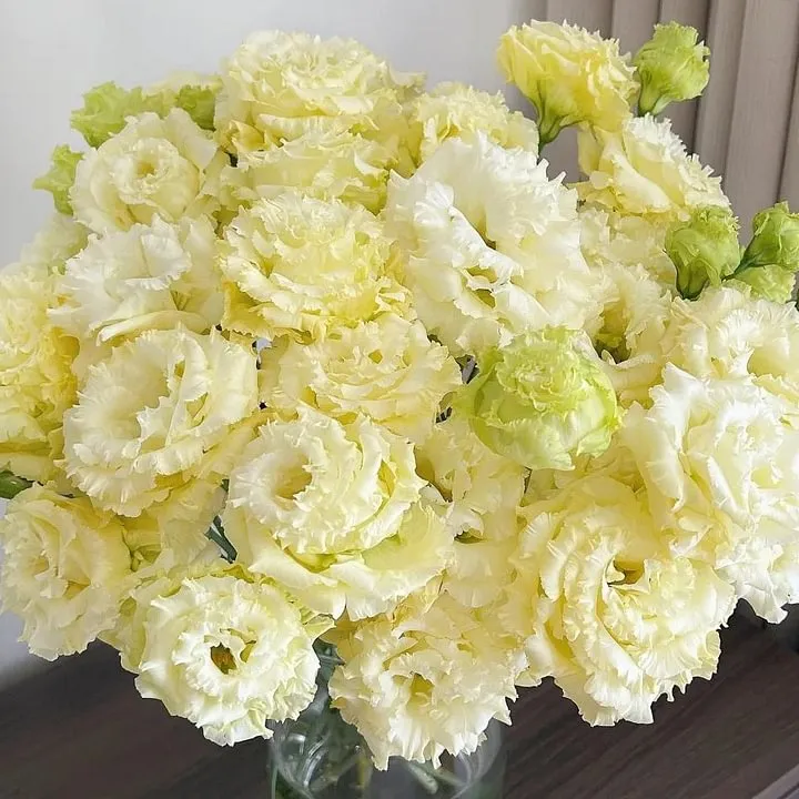 🌺LISIANTHUS – AUFRICHTIGE LIEBE