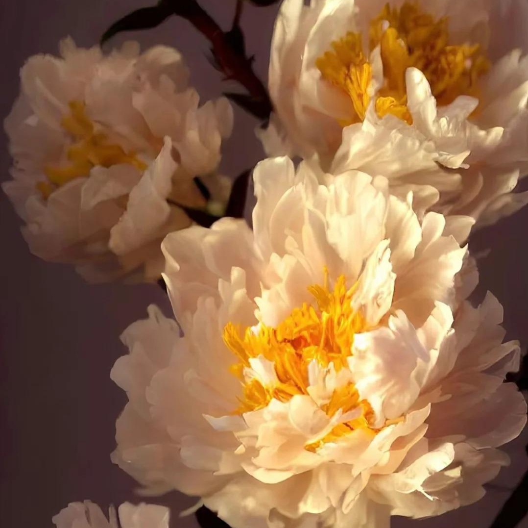 ✨ Pfingstrosensamen mit üppiger Blüte – Kräftige Farben & Hohe Keimfähigkeit!