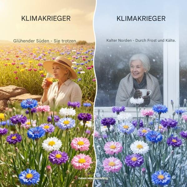🌱Premium-Kornblumensamen – Die „unaufhaltsame“ Wildblume, die überall wächst