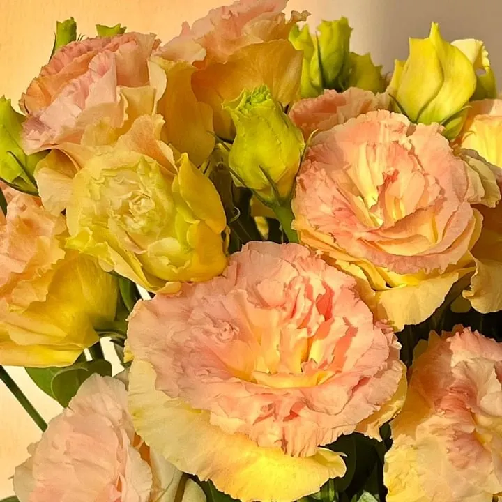 🌺LISIANTHUS – AUFRICHTIGE LIEBE