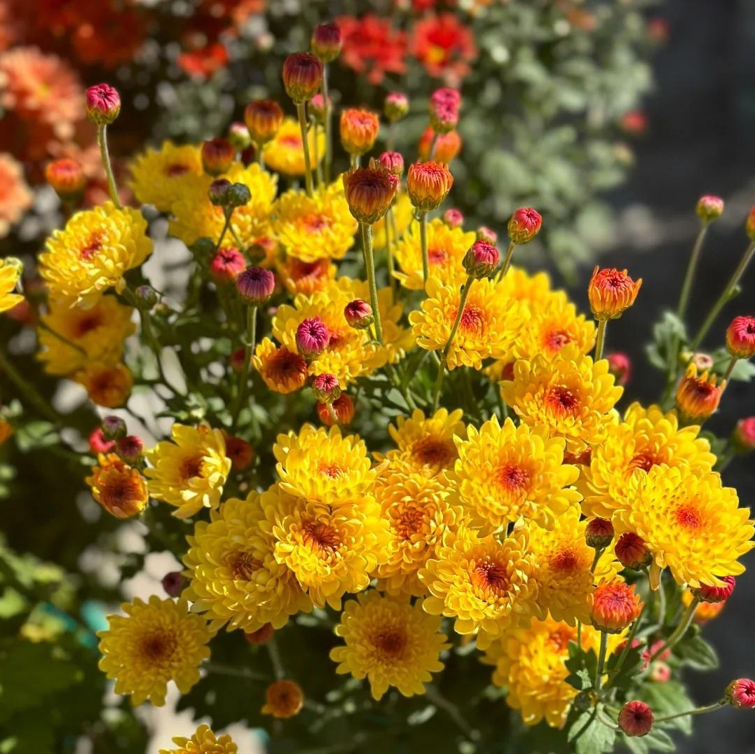 🌼Dreamy Cosmos-Samen | Schnelles Wachstum, einfacher Anbau zu jeder Jahreszeit