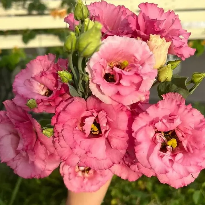 🌺LISIANTHUS – AUFRICHTIGE LIEBE