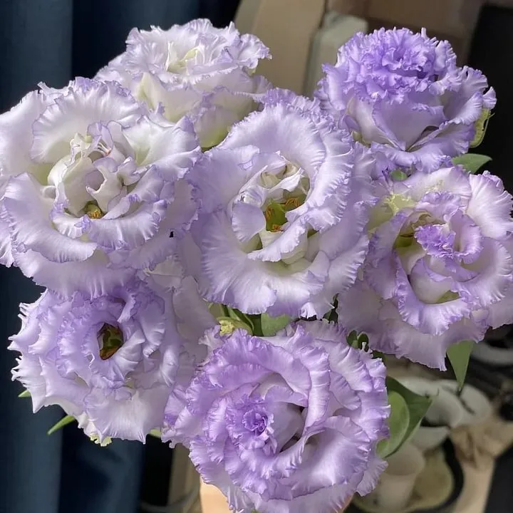 🌺LISIANTHUS – AUFRICHTIGE LIEBE