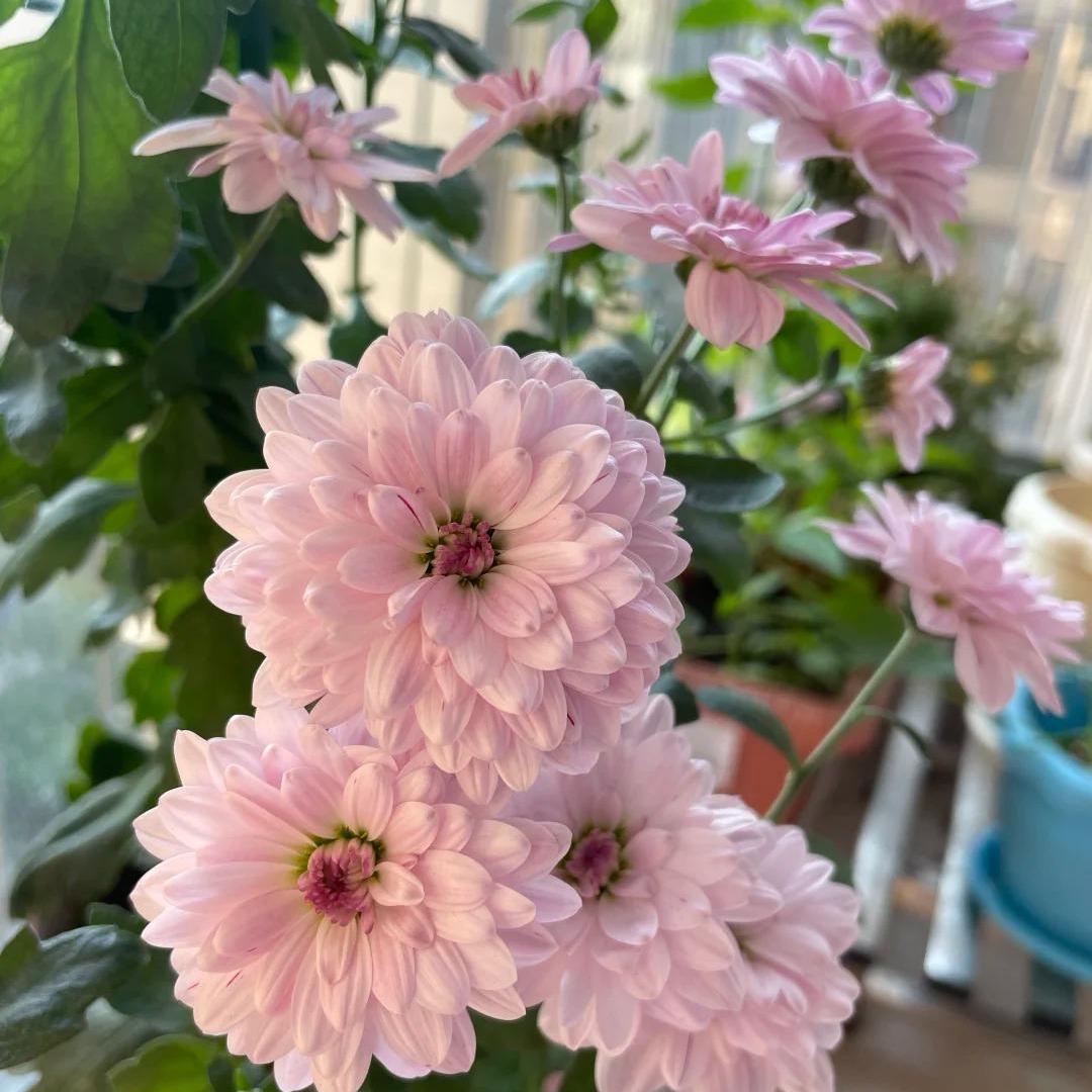 🌼Dreamy Cosmos-Samen | Schnelles Wachstum, einfacher Anbau zu jeder Jahreszeit