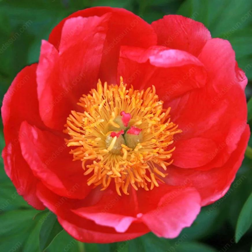 🌸 Peony Bulbs – Elegance in Every Bloom 🌸