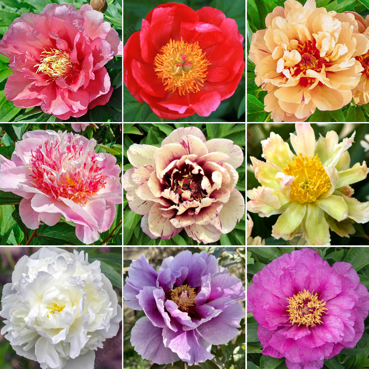 🌸 Peony Bulbs – Elegance in Every Bloom 🌸