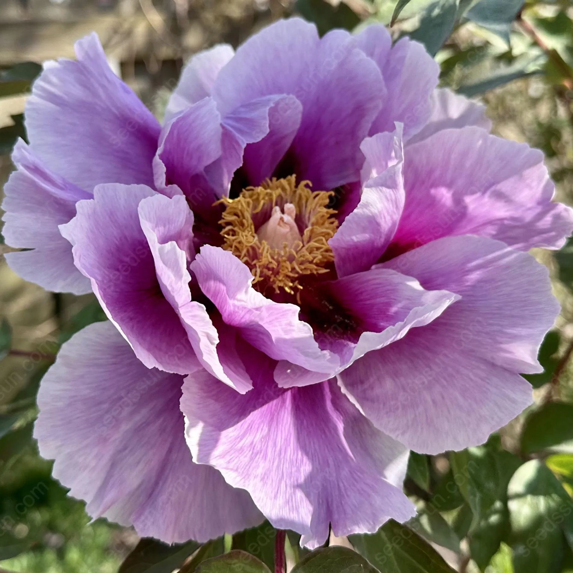 🌸 Peony Bulbs – Elegance in Every Bloom 🌸