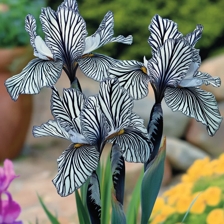 💐Zebrastreifen-Iris (Iris germanica) – Eine kühne, gestreifte Schönheit