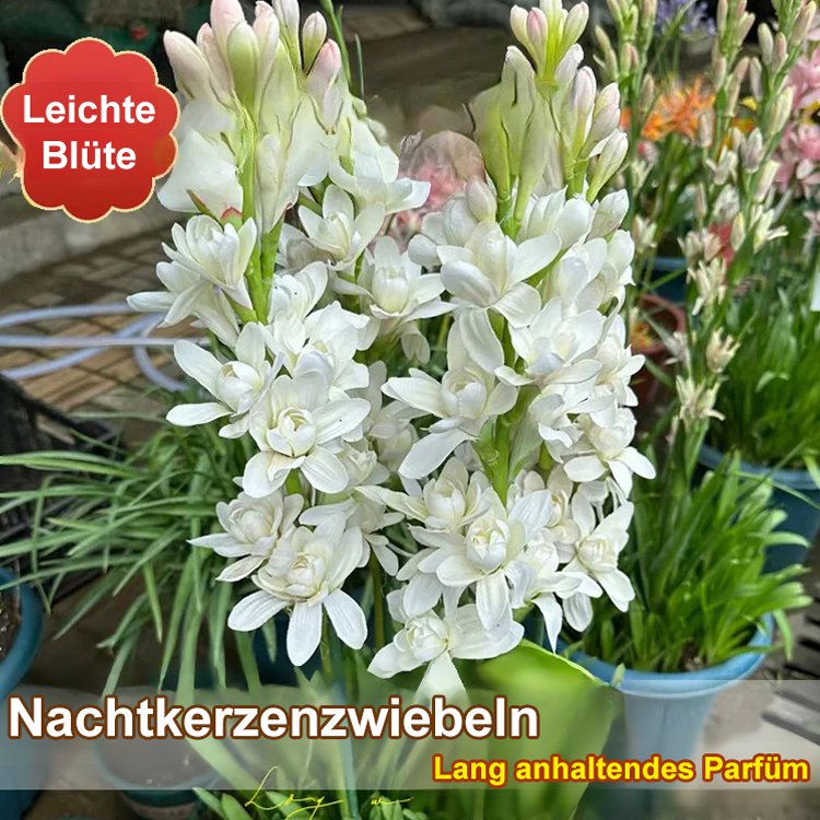 🌺 【Duft verbreitet sich weit】Tuberose-Zwiebelblume