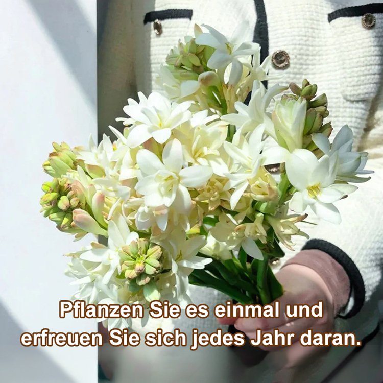 🌺 【Duft verbreitet sich weit】Tuberose-Zwiebelblume