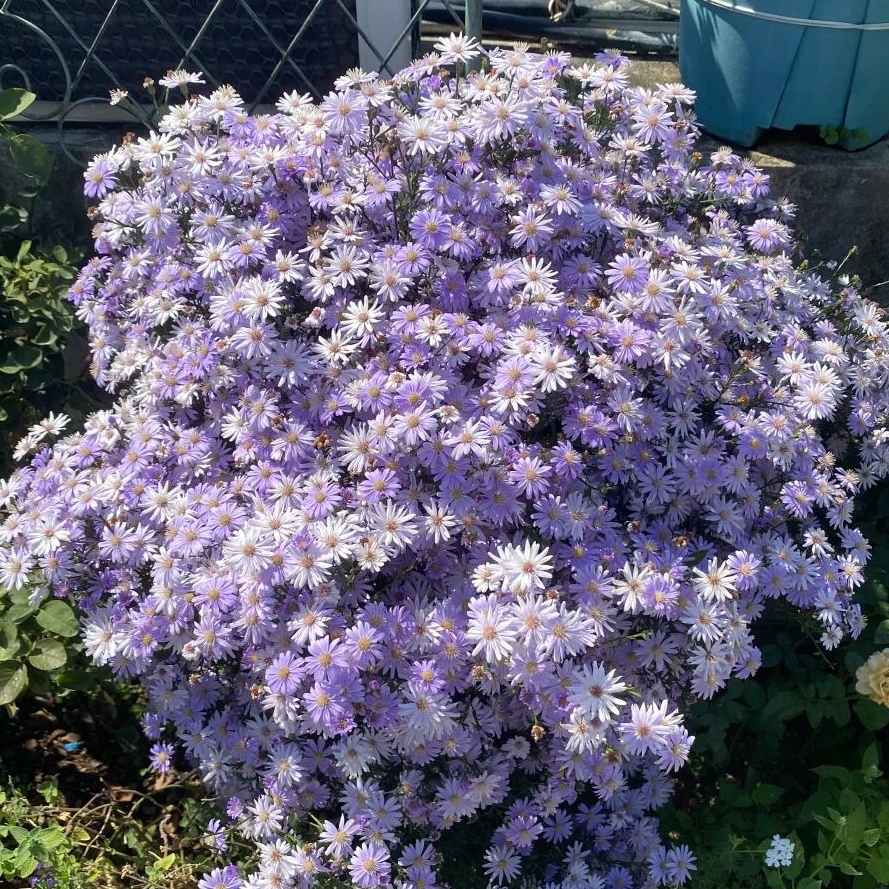 🌼Dreamy Cosmos-Samen | Schnelles Wachstum, einfacher Anbau zu jeder Jahreszeit