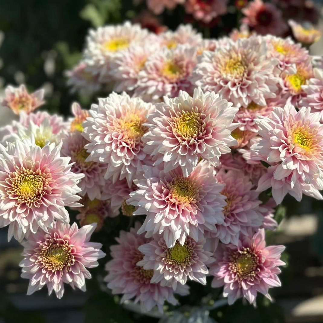 🌼Dreamy Cosmos-Samen | Schnelles Wachstum, einfacher Anbau zu jeder Jahreszeit