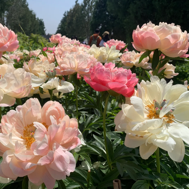 ✨ Pfingstrosensamen mit üppiger Blüte – Kräftige Farben & Hohe Keimfähigkeit!