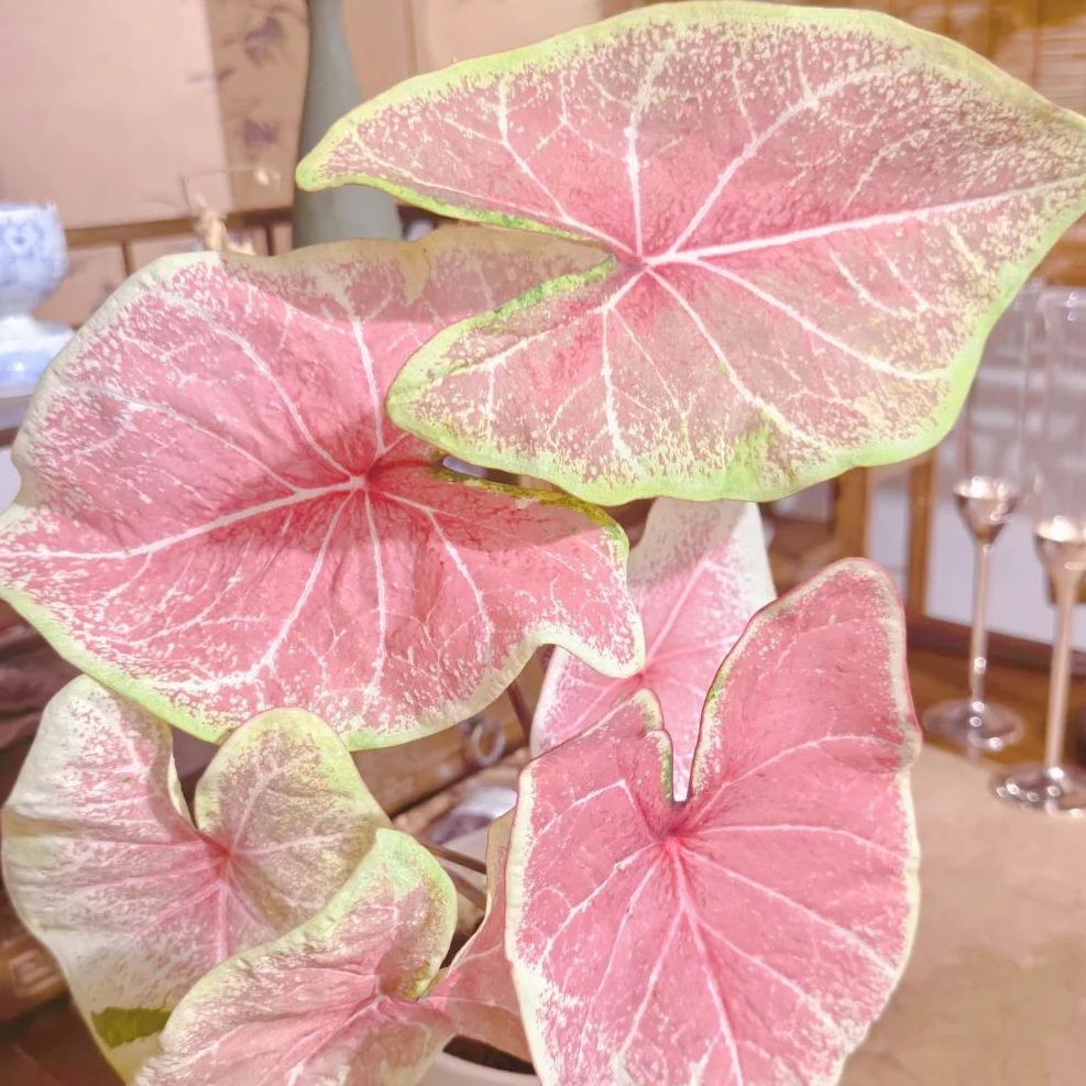 🎁Seltene farbige Buntnessel - 🍃 geeignet für die Pflanzung im Garten und in Innenräumen