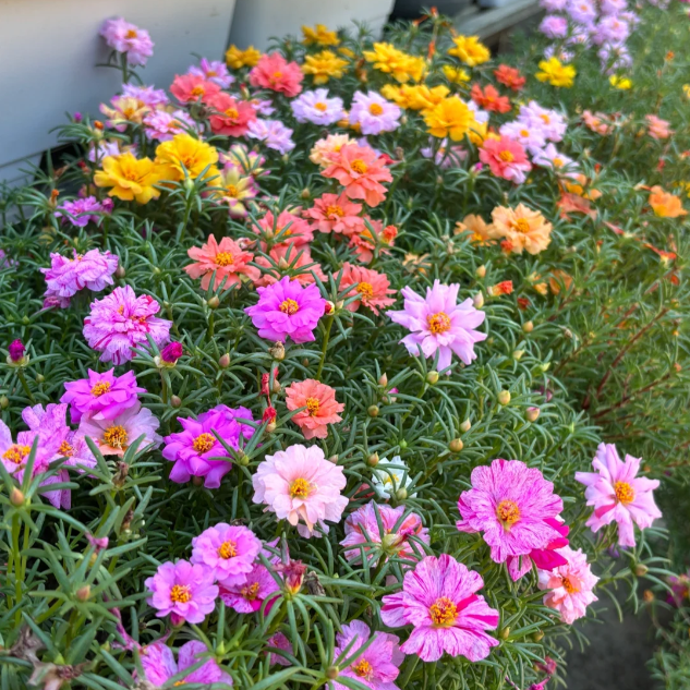 🌹Moosrose – Unsterbliche Blume