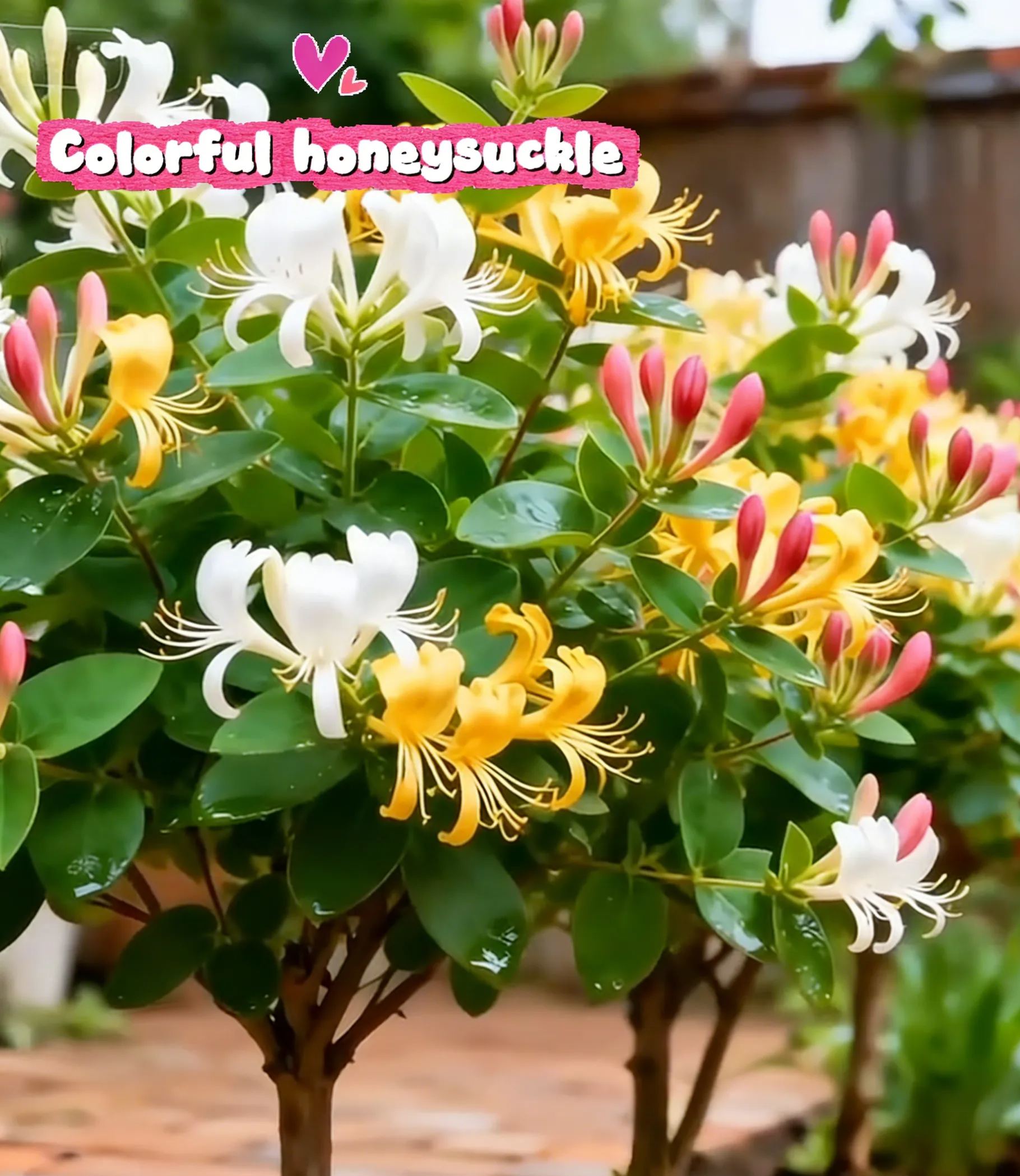 Colorful Honeysuckle Seeds 👍Flowers that are good for your health🌿