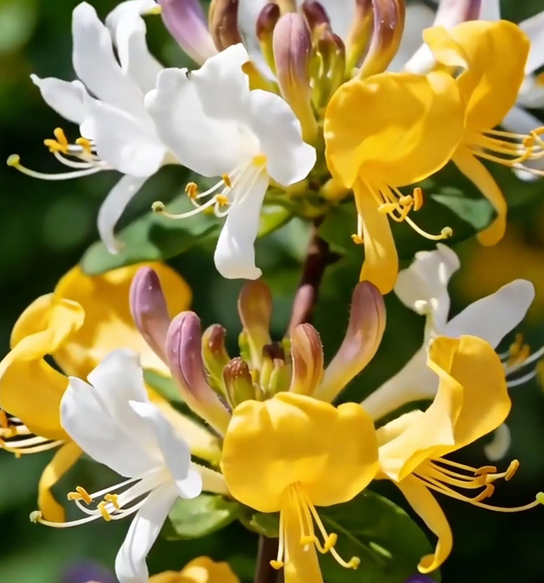 Colorful Honeysuckle Seeds 👍Flowers that are good for your health🌿