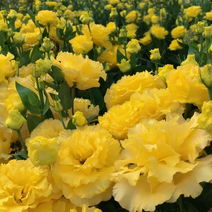 🌺LISIANTHUS – AUFRICHTIGE LIEBE