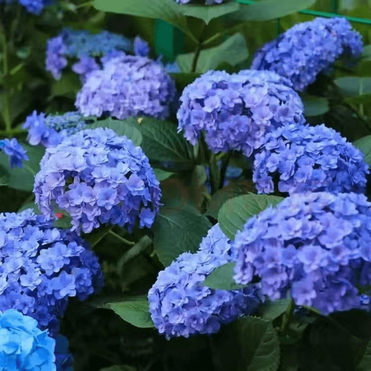 🔥🔥Mix aus Hortensienzwiebeln – Wunderschöne und robuste Staudensamen für Ihren Garten