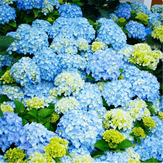 🔥🔥Mix aus Hortensienzwiebeln – Wunderschöne und robuste Staudensamen für Ihren Garten