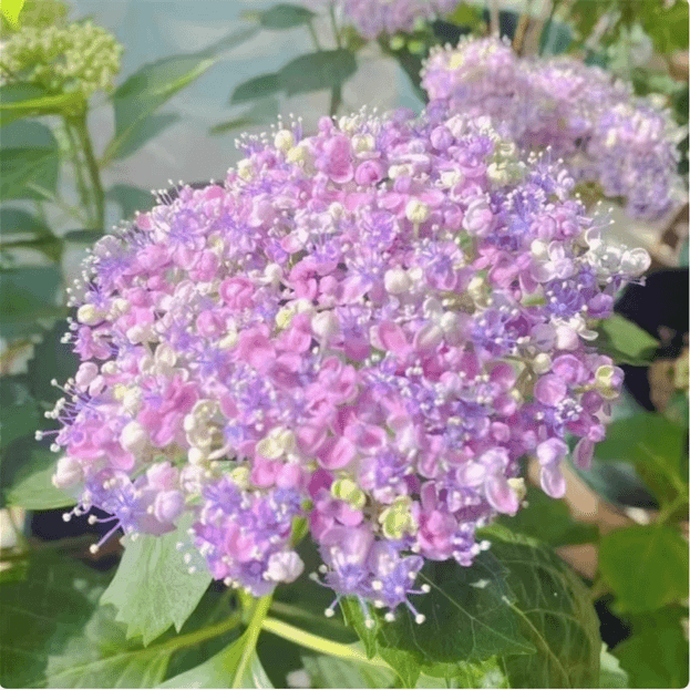 🔥🔥Mix aus Hortensienzwiebeln – Wunderschöne und robuste Staudensamen für Ihren Garten
