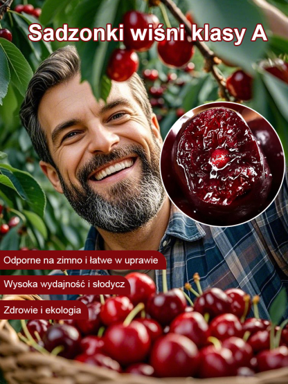 🍒🌱[Pełny zwrot pieniędzy w przypadku niepowodzenia] Sadzonki wiśni, które owocują w tym samym roku