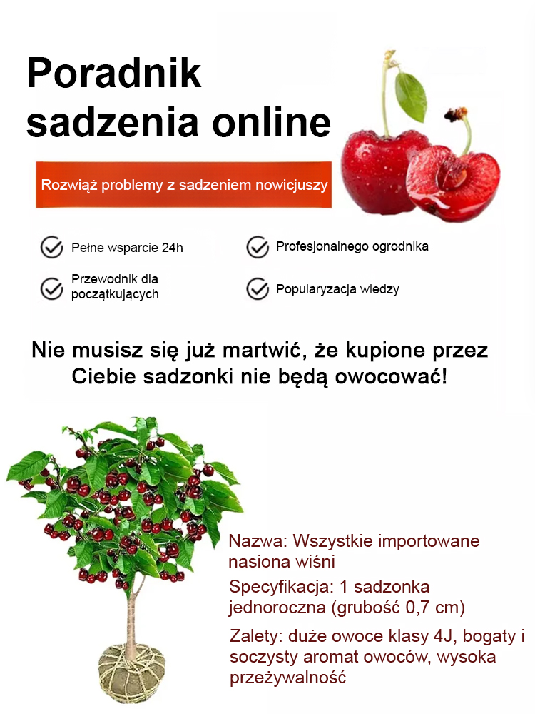 🍒🌱[Pełny zwrot pieniędzy w przypadku niepowodzenia] Sadzonki wiśni, które owocują w tym samym roku
