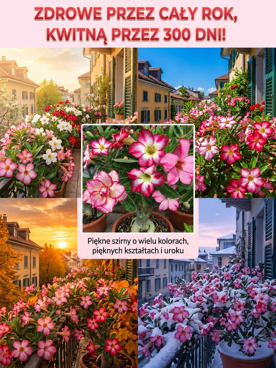 ✨【Bez potrzeby pielęgnacji】Cebule róży pustynnej